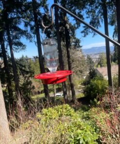 Best-1 Hummingbird Feeder Replacement Bottom Standard 20 91GQbgKMknL