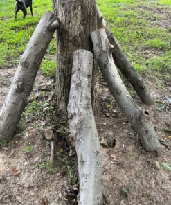 2funguys Shiitake Plug Spawn Starter Kit - Grown Your Own Mushrooms 28 91GTiKKxtRL