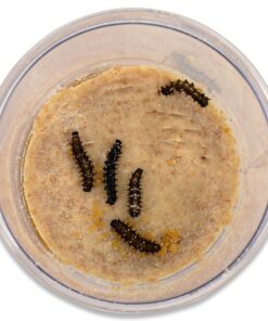 10 Live Caterpillars Shipped Now: Butterfly Kit Refill 30 91GgzXrz8OL