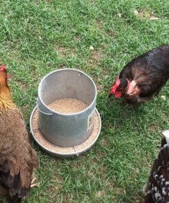 Miller 9112 12lb. Galvanized Hanging Poultry Feeder 12 lb 18 91GiFOy3NPL