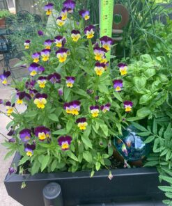 Outsidepride Viola Johnny Jump Up Wild Flowers & Ground Cover Plants - 5000 Seeds Johnny-jump Up 55 91Gpjm9CKwL