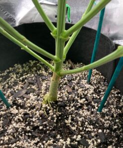 Advanced Nutrients 5450-14 Voodoo Juice Fertilizer, 1 Liter 9 91GuPIpmgYL