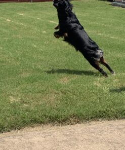 Bubbletastic Dog Bubbles 8oz. Refill Bottle of Bacon Bubble Solution 28 91H Hok54aL