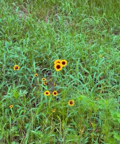 Eden Brothers Southeast Wildflower Mixed Seeds for Planting, 1 lb, 480,000+ Seeds with Cornflower, Blanket Flower | Attracts Pollinators, Plant in Spring or Fall, Zones 3, 4, 5, 6, 7, 8, 9, 10 1 Pound 49 91H nbRXioL