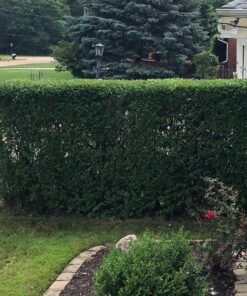 BLACK+DECKER 20V MAX Cordless Hedge Trimmer, 22 Inch Steel Blade, Reduced Vibration, Battery and Charger Included (LHT2220), Orange 38 91HAzB9G51L