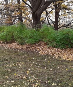 Greenworks 7 Amp 160 MPH/150 CFM Single Speed Electric Blower, 24012 44 91HHkWzu2L