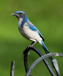 Nikon AF-S FX TC-14E III (1.4x) Teleconverter Lens with Auto Focus for Nikon DSLR Cameras 32 91HO0nl8bJL