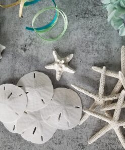 Tumbler Home White Sand Dollars 3"-3.5" - 10pcs - Wedding Seashell Craft Sandollars- Hand Picked and Professionally Packed 31 91HP IPuvVS