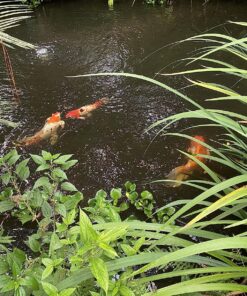 Kaytee Koi's Choice Koi Floating Fish Food, 25 Pound 25 Pound (Pack of 1) 18 91HPTEJBoSL