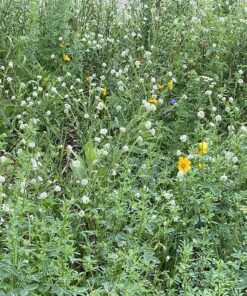 Eden Brothers All Perennial Wildflower Mixed Seeds for Planting, 1/4 lb, 120,000+ Seeds with Lupine, Shasta Daisy | Attracts Pollinators, Plant in Spring or Fall, Zones 3, 4, 5, 6, 7, 8, 9, 10 1/4 Pound 51 91HQNiyfsOL