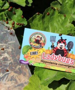 300 Live Ladybugs - Good Bugs - Ladybugs - Guaranteed Live Delivery! 27 91HeG7EQ77L