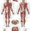 Palace Learning Muscular System Anatomical Poster - LAMINATED - Muscle Anatomy Chart - Double Sided (18 x 27) 7 91HgzvnDiSL