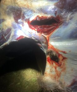 Rage Extreme 4 Blade Arrow Archery Broadhead, 100 Grain - 2 Pack 21 91HjrXFrjLL