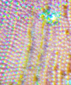 Learning Resources Prepared Slides Set 1, 24 Specimens 15 91HovIHdYKL