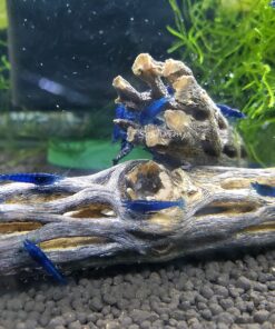 Natural Cholla Wood for Aquarium Decoration, Shrimp, Hermit Crab, Chew Toys for Small Pets (6 Inches Long(Pack of 3)) 6 Inches Long(Pack of 3) 24 91HpAqLiXwL 1