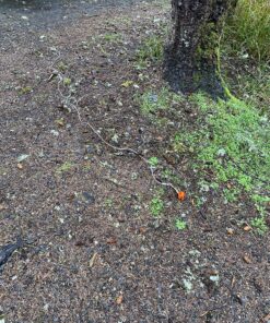 Orange Screw: The Ultimate Ground Anchor | Small 4 Pack Tent Stakes | Made in USA Orange 30 91HtwMRSREL