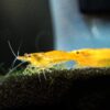 Aquatic Arts 1 Live Orange Sakura Shrimp (Neocaridina davidi) - Breeding Age Young Adults at 1/2 to 1 Inch Long 2 91I2i4pfrdL