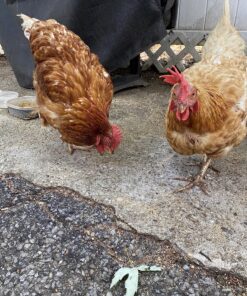 FLYGRUBS Superior to Dried Mealworms for Chickens (1lb) - 85X More Calcium Than Live mealworms - Non-GMO Chicken Feed - BSFL Treats for Hens, Ducks, Turkeys, Wild Birds, Turtles, Quails 1 Pound 25 91I6ms8uoDL