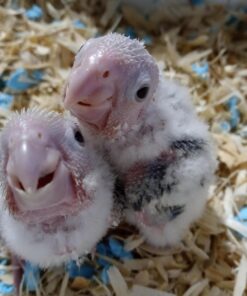 Kaytee Exact Hand Feeding High Fat Formula Pet Bird Baby Food For Parrots, Parakeets, Lovebirds, Cockatiels, Conures, Cockatoos, and Macaws, 5 Pound 16 91IIGlPxi L