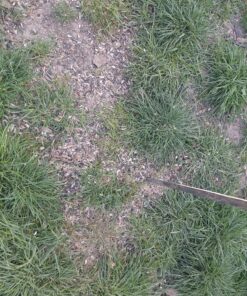 Perky-Pet 102 4 lb Squirrel Resistant Easy Feeder 29 91IU4Fqs2BL