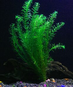 6 Plant Species Live Aquatic Plants Package - Microsorum Java Fern, Amazon, Moneywort and More! 32 91IWwNvgTL