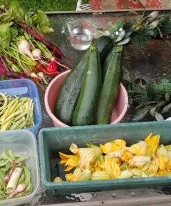 Seed Needs, 1,500+ Rainbow Beet Seed Mixture - 8 Variety Heirloom Mix (Beta vulgaris) Bulk Non-GMO 55 91IiHwZOW7L