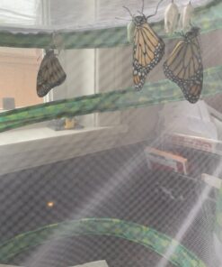 RESTCLOUD Insect and Butterfly Habitat Cage Terrarium Pop-up 12" x 14" Tall 21 91IoW9YR5YL