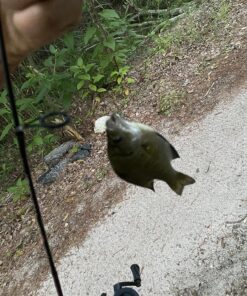 Ugly Stik Dock Runner Spinning Reel and Fishing Rod Combo 3' - Medium - 1pc New Model 23 91IpyUauM1L