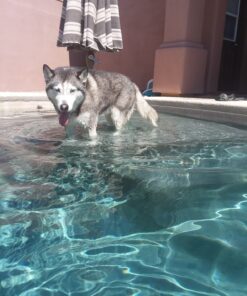 IMPRESA 10-Pack of Pool Skimmer Socks - Excellent Savers for Filters, Baskets, and Skimmers - The Ideal Sock/Net/Saver to Protect Your Inground or Above Ground Pool 36 91IssowXZkL