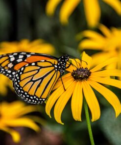 Alternative view of Outsidepride Perennial Rudbeckia Hirta Black-Eyed Susan Wild Flowers - 5000 Seeds