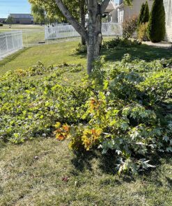 Fiskars 7.9'-12' Extendable Tree Pruning Stik Pruner - Rotating Sharp Precision-Ground Steel Blade for Cutting up to 1.25" Diameter Pruning Stick Extenable 7.9'-12' 41 91JEO7U4a5L