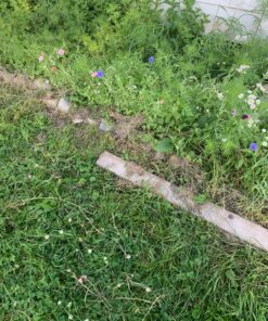 Eden Brothers Northeast Wildflower Mixed Seeds for Planting, 1/4 lb, 120,000+ Seeds with Cosmos, Candytuft, Shasta Daisy | Attracts Pollinators, Plant in Spring or Fall, Zones 3, 4, 5, 6, 7, 8, 9, 10 1/4 Pound 47 91JFwVn41dL