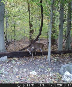 Tinks Doe-in-Rut #69 Buck Lure 4 oz. 17 91JIbzdEPeL