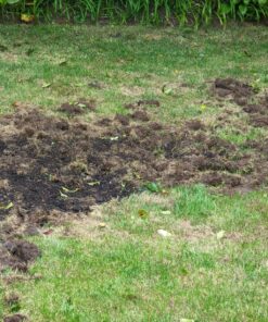 BioAdvanced 24-Hour Grub Plus for Lawns Ant, Tick, and Insect Killer, 10-Pounds, Ready-to-Spread Granules, Standard Bag 29 91JIm4KoVYL