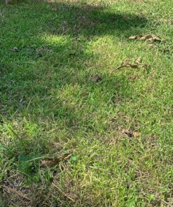 American Lawn Mower Company 1204-14 14-Inch 4-Blade Push Reel Lawn Mower, Red 14-Inch, 4-Blade 46 91JRaFjsLPL