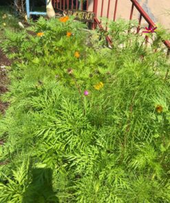 Eden Brothers Northeast Wildflower Mixed Seeds for Planting, 1/4 lb, 120,000+ Seeds with Cosmos, Candytuft, Shasta Daisy | Attracts Pollinators, Plant in Spring or Fall, Zones 3, 4, 5, 6, 7, 8, 9, 10 1/4 Pound 40 91JRfKfrAqL