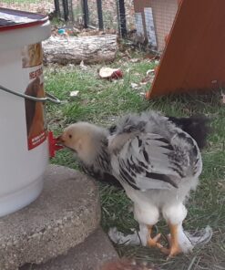 Farm Innovators HB-60P Thermostatically Controlled Heated 2 Gallon Plastic Outdoor Year Round Poultry Chicken Water Bucket Drinker, White/Red Single 23 91JYIsW3rHL