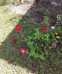 Outsidepride Zinnia Elegans Lilliput Heat & Drought Tolerant Garden Cut Flower Mix - 1000 Seeds Lilliput Mix 67 91JldhKDj3L