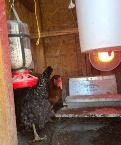 Grandpa's Feeders Automatic Chicken Feeder - Sturdy Galvanized Steel Poultry Feeders - No Spill with Weatherproof Lid - Standard Size for 6-12 Chickens 10 Days (20lb Feed) Silver 14 lb 38 91K0mAcylL