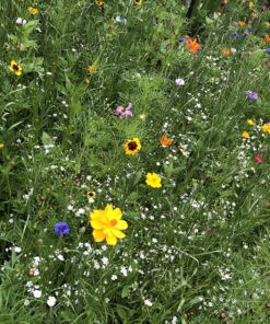 Eden Brothers Northeast Wildflower Mixed Seeds for Planting, 1/4 lb, 120,000+ Seeds with Cosmos, Candytuft, Shasta Daisy | Attracts Pollinators, Plant in Spring or Fall, Zones 3, 4, 5, 6, 7, 8, 9, 10 1/4 Pound 33 91K3UnoXoWL