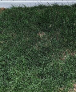 Scotts Turf Builder Lawn Food - Fertilizer for All Grass Types, 5,000 sq. ft., 12.5 lbs. 5,000 sq. ft. 51 91K5gXns2IL