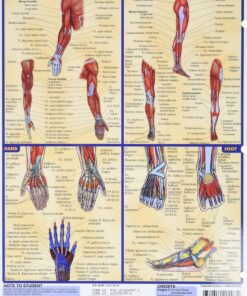 Alternative view of Muscular System (Quick Study Academic)