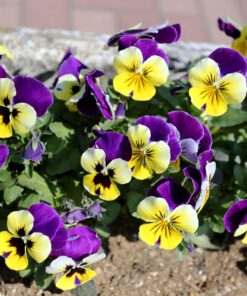 Outsidepride Viola Johnny Jump Up Wild Flowers & Ground Cover Plants - 5000 Seeds Johnny-jump Up 31 91KQyQ39zZL