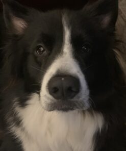 Advanced Hip & Joint Formula - 90 Mobility & Pain Relief Dog Chews - Glucosamine, Chondroitin, MSM, & Turmeric for Superior Joint Health Chewable 29 91Kdmsl0lL