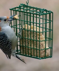 C&S Woodpecker Delight No-Melt Suet Dough 13 91KhLNNStPL