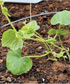 Seed Needs, Cucamelon Seeds - 65 Heirloom Seeds for Planting Melothria scobra - Mexican Sour Gherkin Non-GMO & Untreated, Boasts a Light Citrus Flavor, (2 Packs) 2 Packs (130 Seeds) 31 91KjEtX7VYL