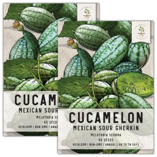 Seed Needs, Cucamelon Seeds - 65 Heirloom Seeds for Planting Melothria scobra - Mexican Sour Gherkin Non-GMO & Untreated, Boasts a Light Citrus Flavor, (2 Packs) 2 Packs (130 Seeds)