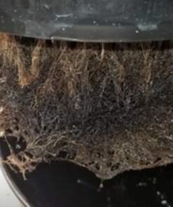 Humboldts Secret Plant Enzymes – Best Plant and Root Enzymes – 7000 Active Units of Enzyme per Milliliter – Quality Plant Food and Plant Fertilizer – Highly Concentrated – 16 Ounce 18 91KnO9XpVGL