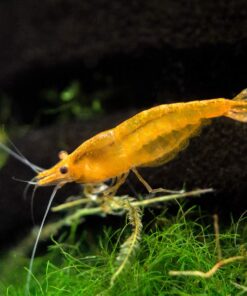 Aquatic Arts 1 Live Orange Sakura Shrimp (Neocaridina davidi) - Breeding Age Young Adults at 1/2 to 1 Inch Long 13 91L4jTY2mRL