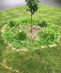 Senkichi Nejiri Gama Hoe 8 91L7hyaqA L